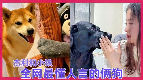 狗子黑料爆料视频大全下载,视频大全下载背后的真相 第3张 狗子黑料爆料视频大全下载,视频大全下载背后的真相 第3张